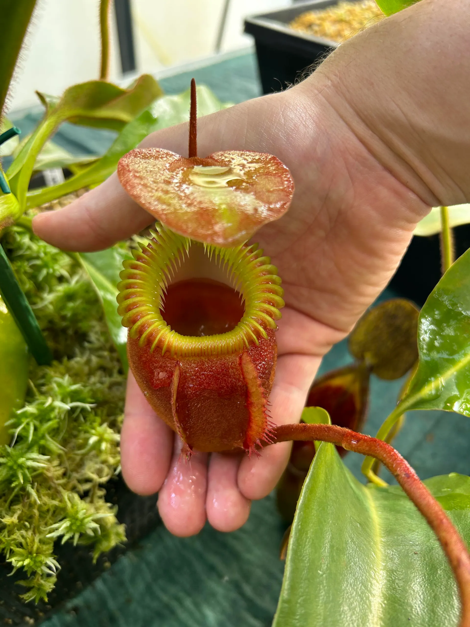 Nepenthes villosa | Tom's Carnivores